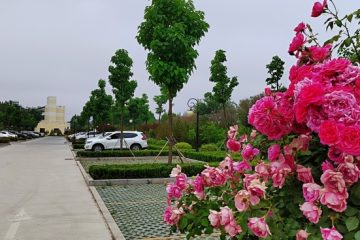 淄博临淄悦华金山康养中心